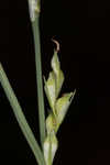 Radford's sedge